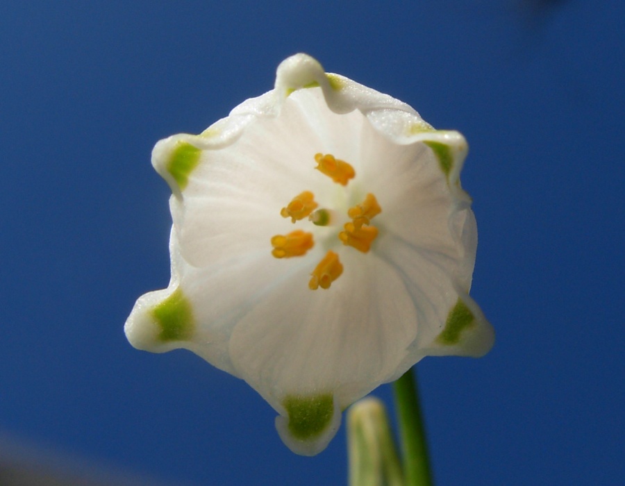 Leucojum aestivum L. subsp. pulchellum (Salisb.) Briq.